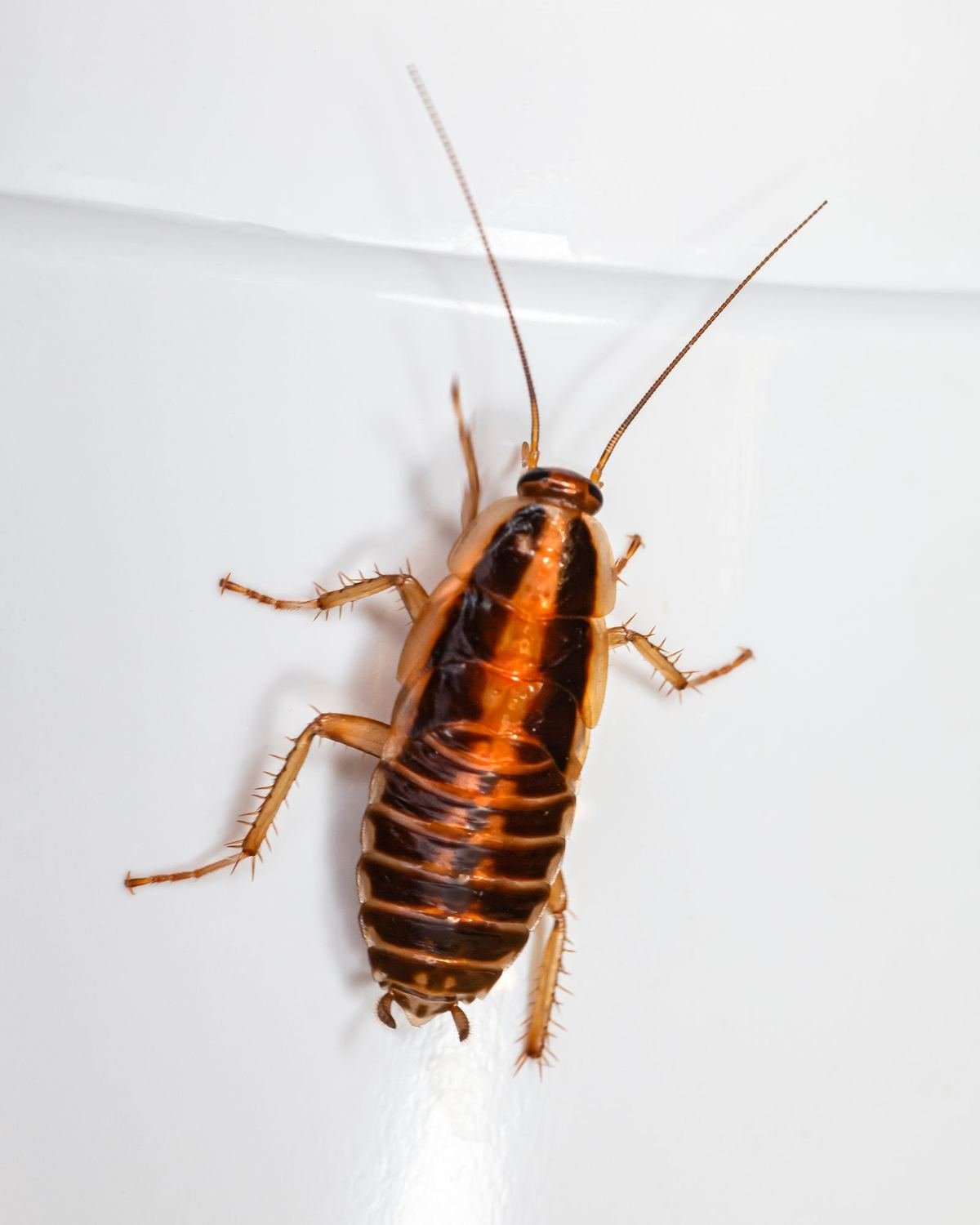 Une blatte sur un mur blanc