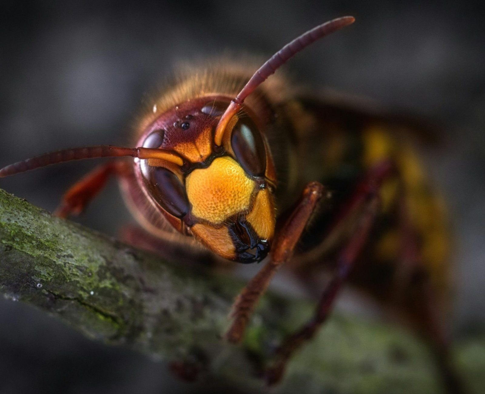 Un frelon posé sur une branche