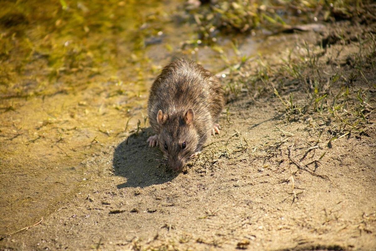 Un rat à découvert sur un sol de terre
